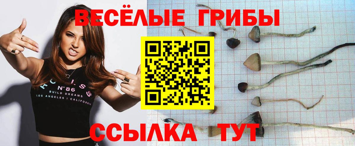 Кизилюрт  Псилоцибиновые грибы Cubensis  Вход с VPN 